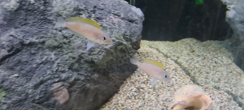 Neolamprologus caudepunctatus koppel, Vis