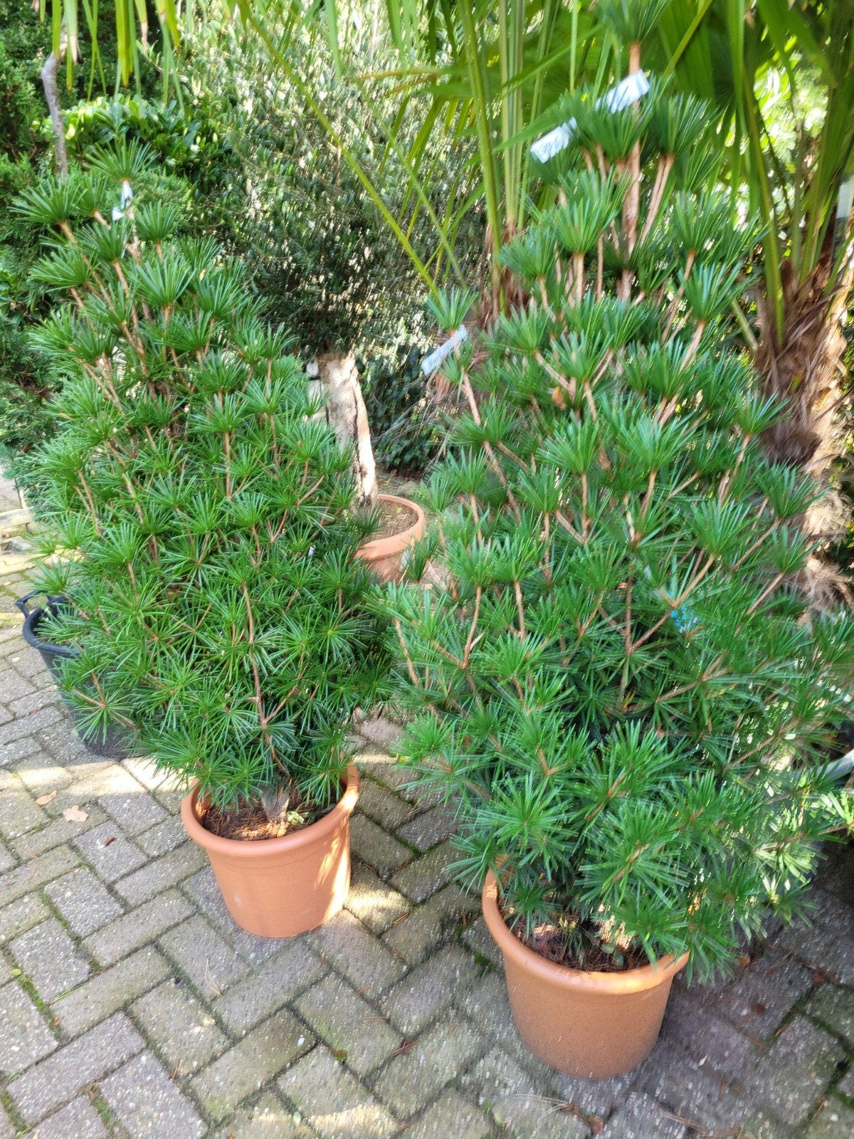 Japanse Parasolden (Sciadopitys verticillata), Tuin en Terras, Ophalen, Conifeer, Struik, 100 tot 250 cm