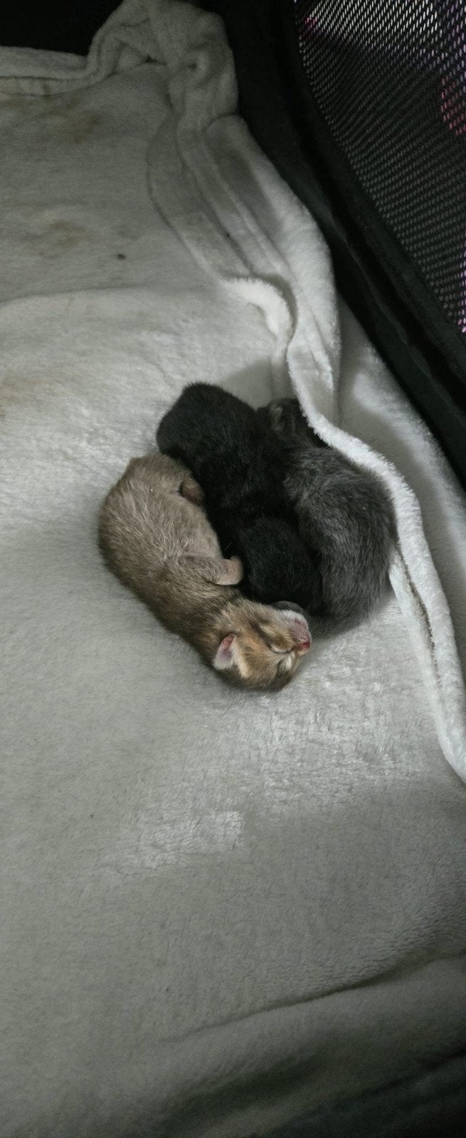 Perzische langhaar x Britse Korthaar kittens, Meerdere dieren, Met stamboom, 0 tot 2 jaar