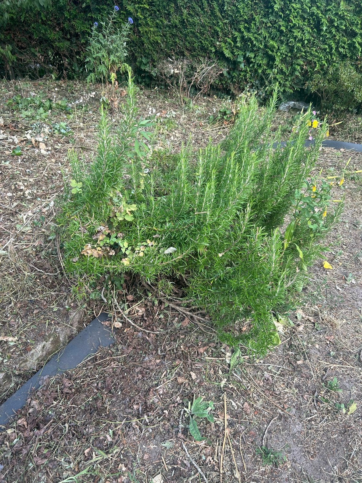 Grote Rozemarijn Plant - Vers en Geurig, Ophalen, Volle zon, Vaste plant, Kruiden
