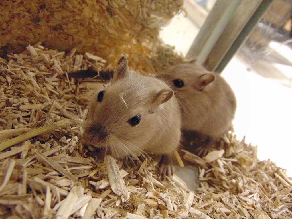 Gerbils (woestijnratjes) in Assen!, Dieren en Toebehoren, Augustus, Mannelijk, Rat
