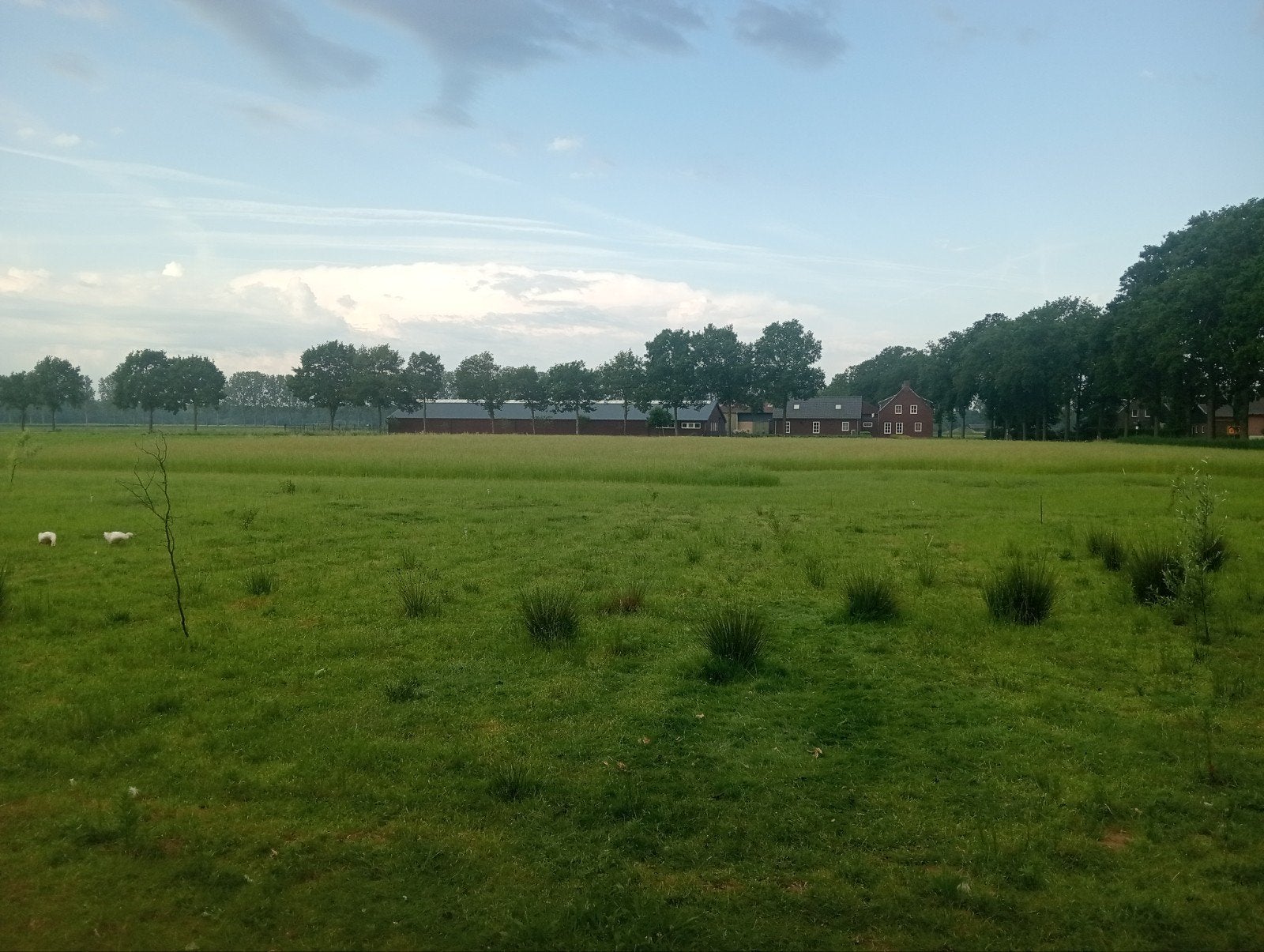 Gratis Gras te Maaien. En meteen meenemen of hooibalen, Ophalen of Verzenden