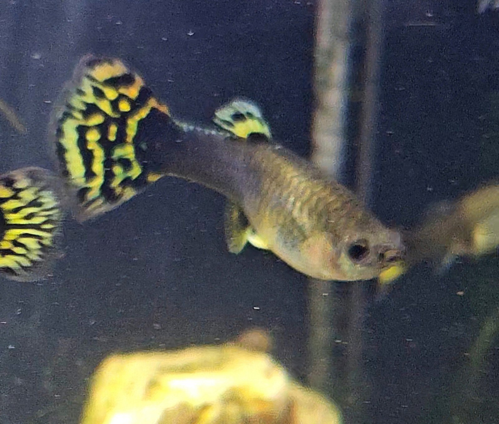 Showkwaliteit XXL Kweekvrouw Gup – Yellow Cobra (5-6 cm!) –, Dieren en Toebehoren, Vis