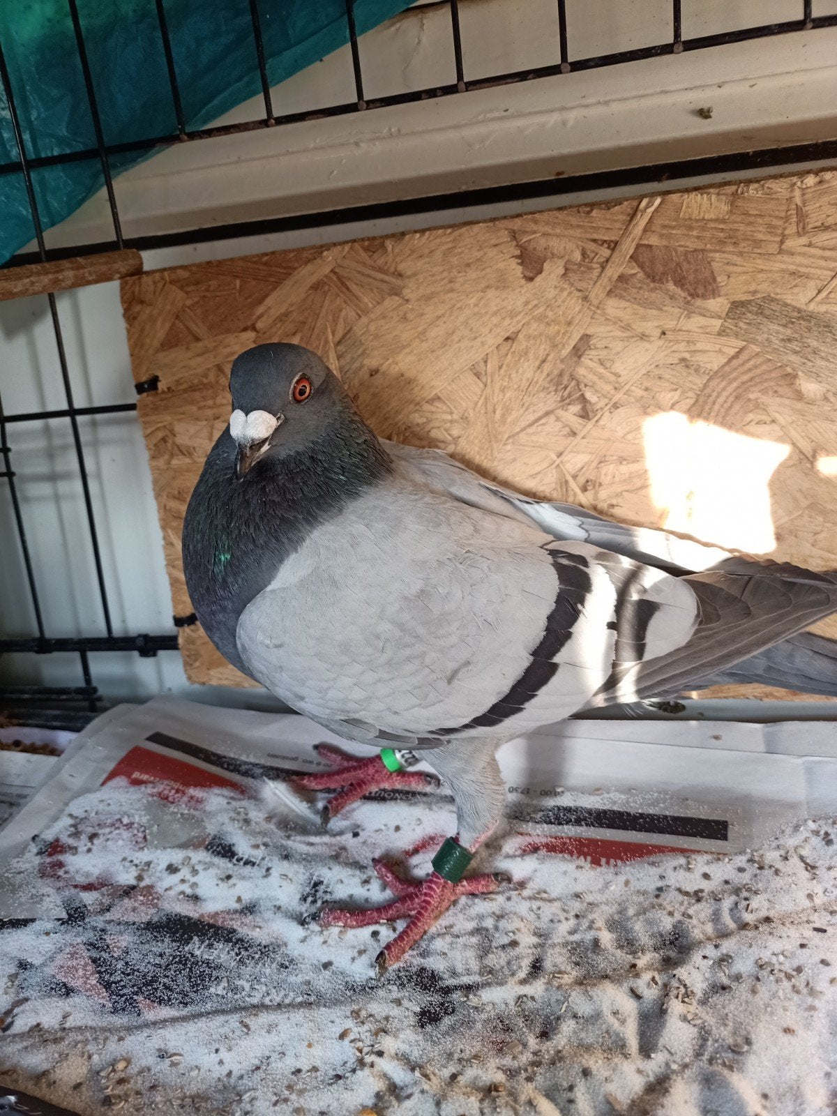 postduif( doffer), Dieren en Toebehoren, Mannelijk, Postduif