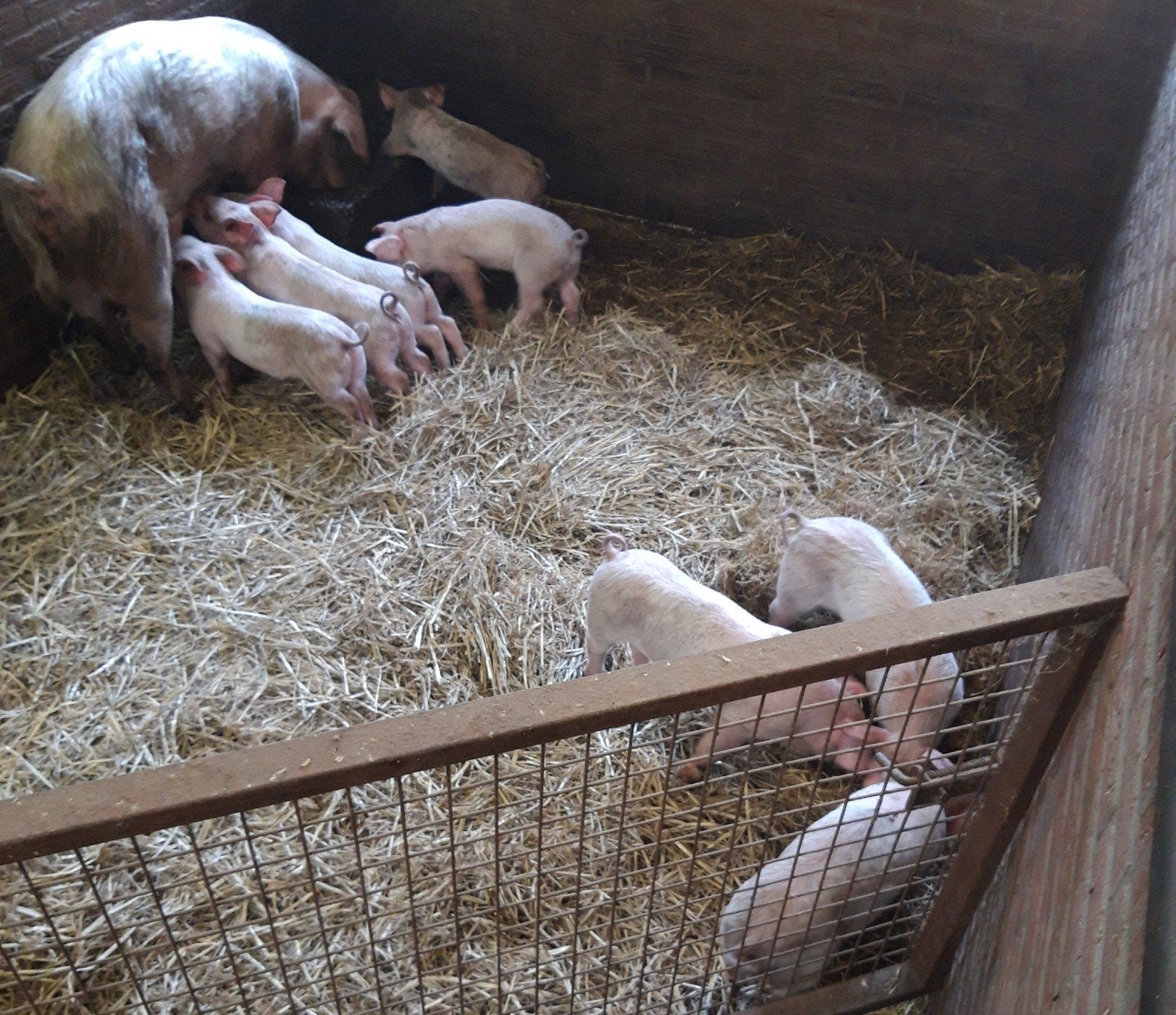 Biggen, Duroc x Pitrain, Meerdere dieren, Varken, 0 tot 2 jaar