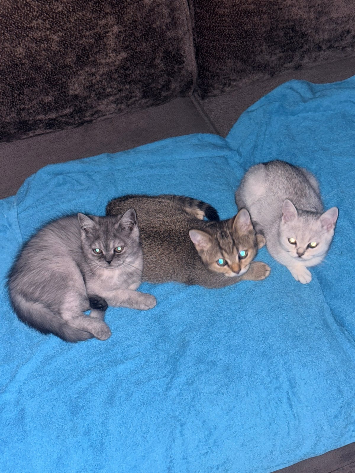Britse korthaar kittens raszuiver 1x katertje 1x poesje, Poes, Kortharig, 0 tot 2 jaar