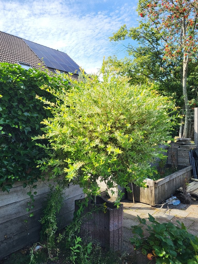 Bonte wilg (salix) op stam, 100 tot 250 cm, Zomer, Ophalen, Volle zon