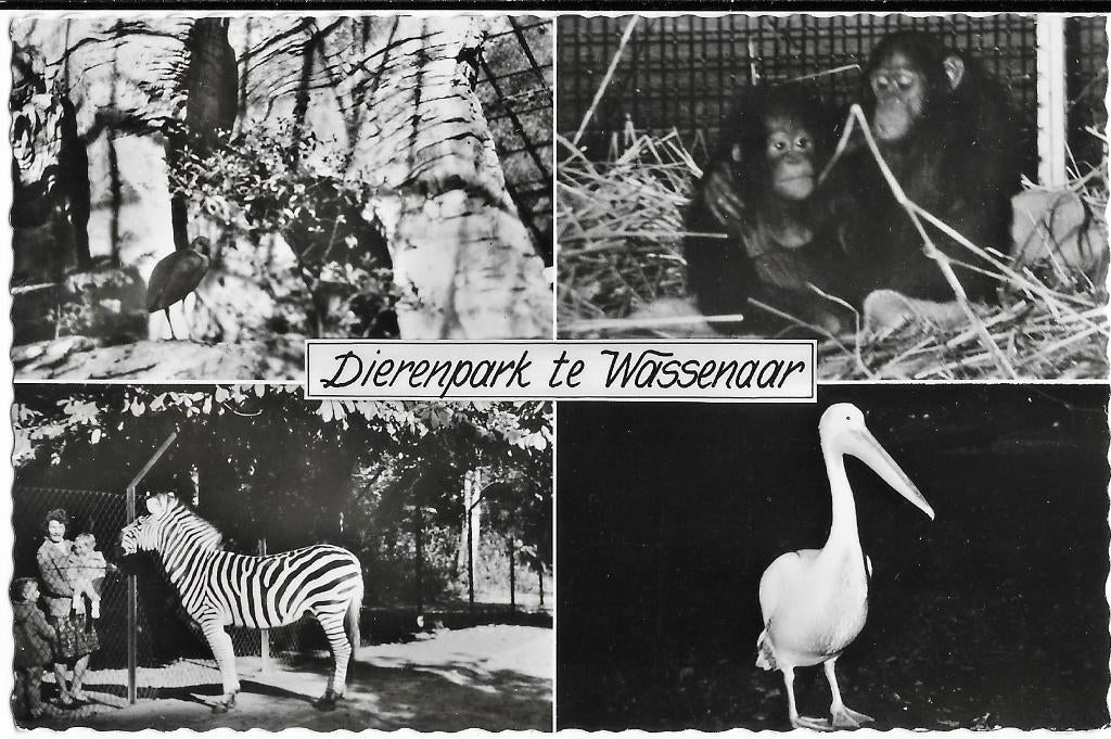 Wassenaar, Dierenpark, aap, zebra, pelikaan, vogel Emoe?, Verzenden, 1960 tot 1980, Ongelopen, Zuid-Holland
