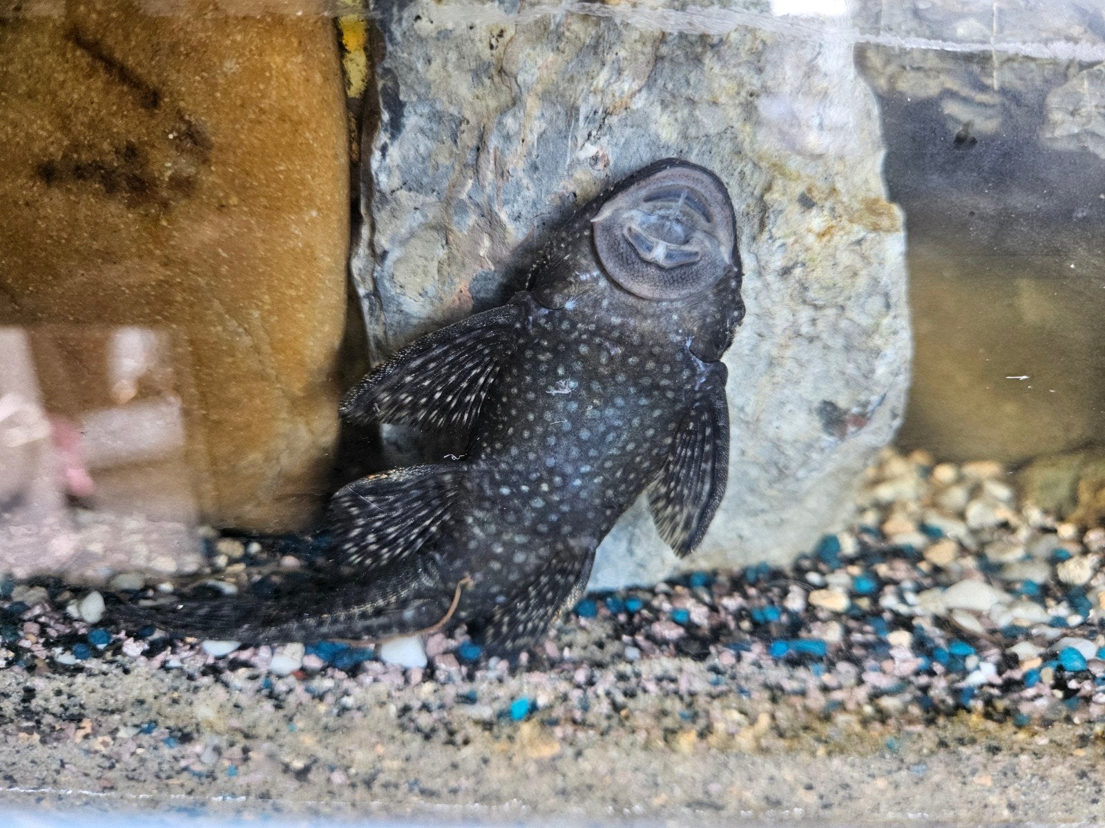 aquarium vissen, Vis