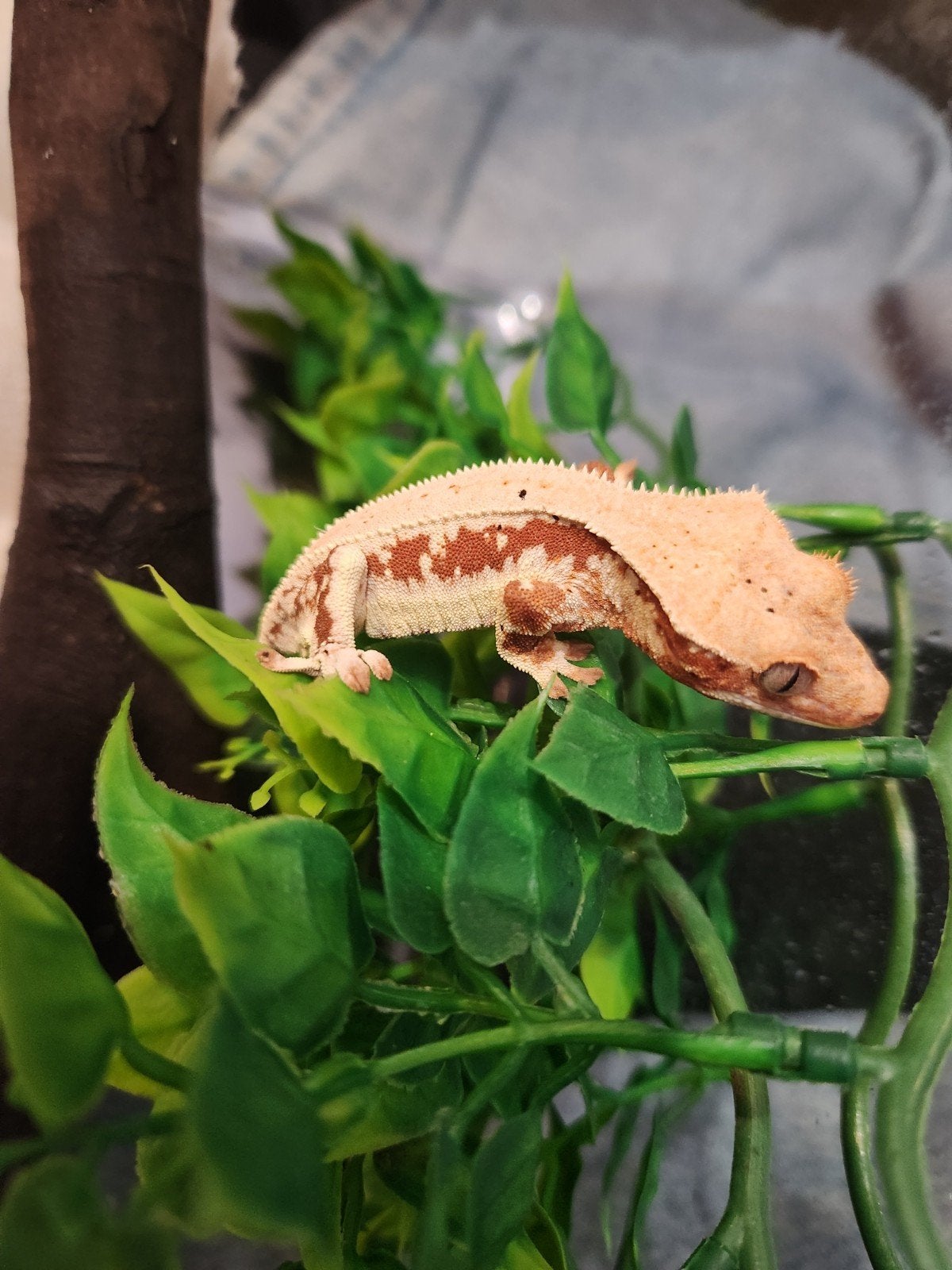 wimpergekko, red lilly white, vrouw, frog but, Hagedis, 0 tot 2 jaar