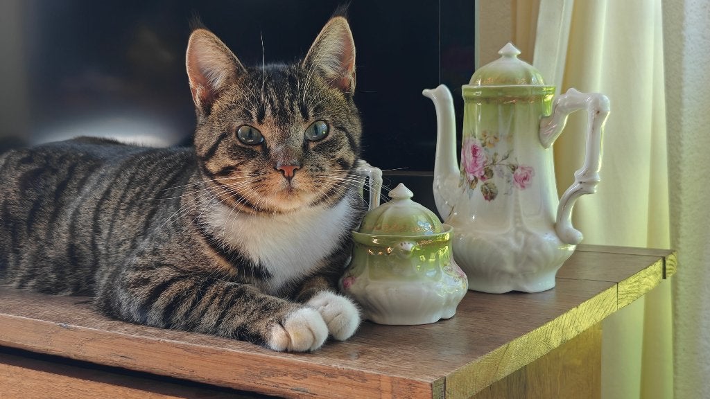 VERMIST: Wie heeft onze Sammy gezien? Cyperse kat /Wit befje, Kat