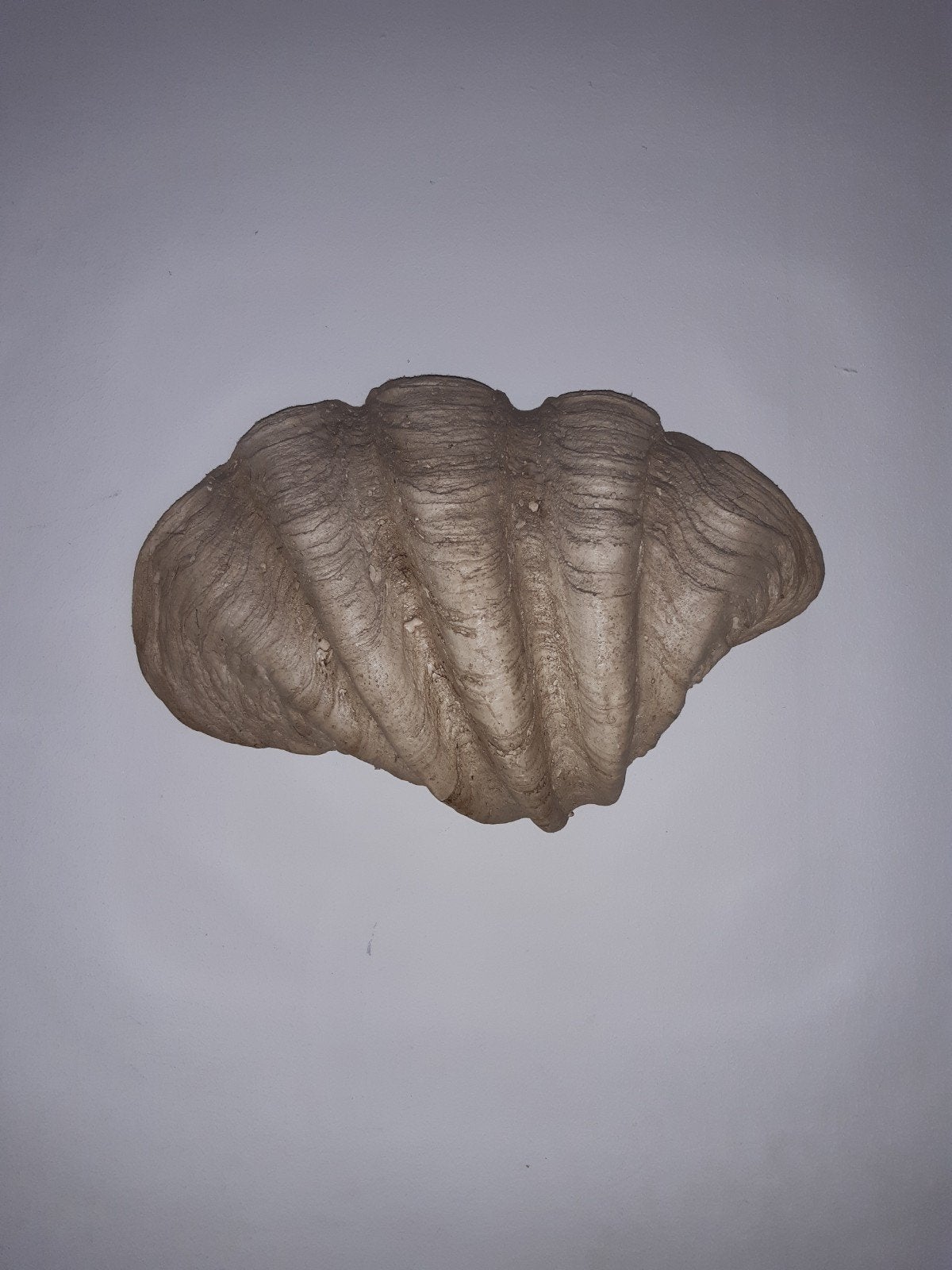 mooie Ibiza stijl De Tridacna gigas, Doopvontschelp,wandlamp, Ophalen, Nieuw