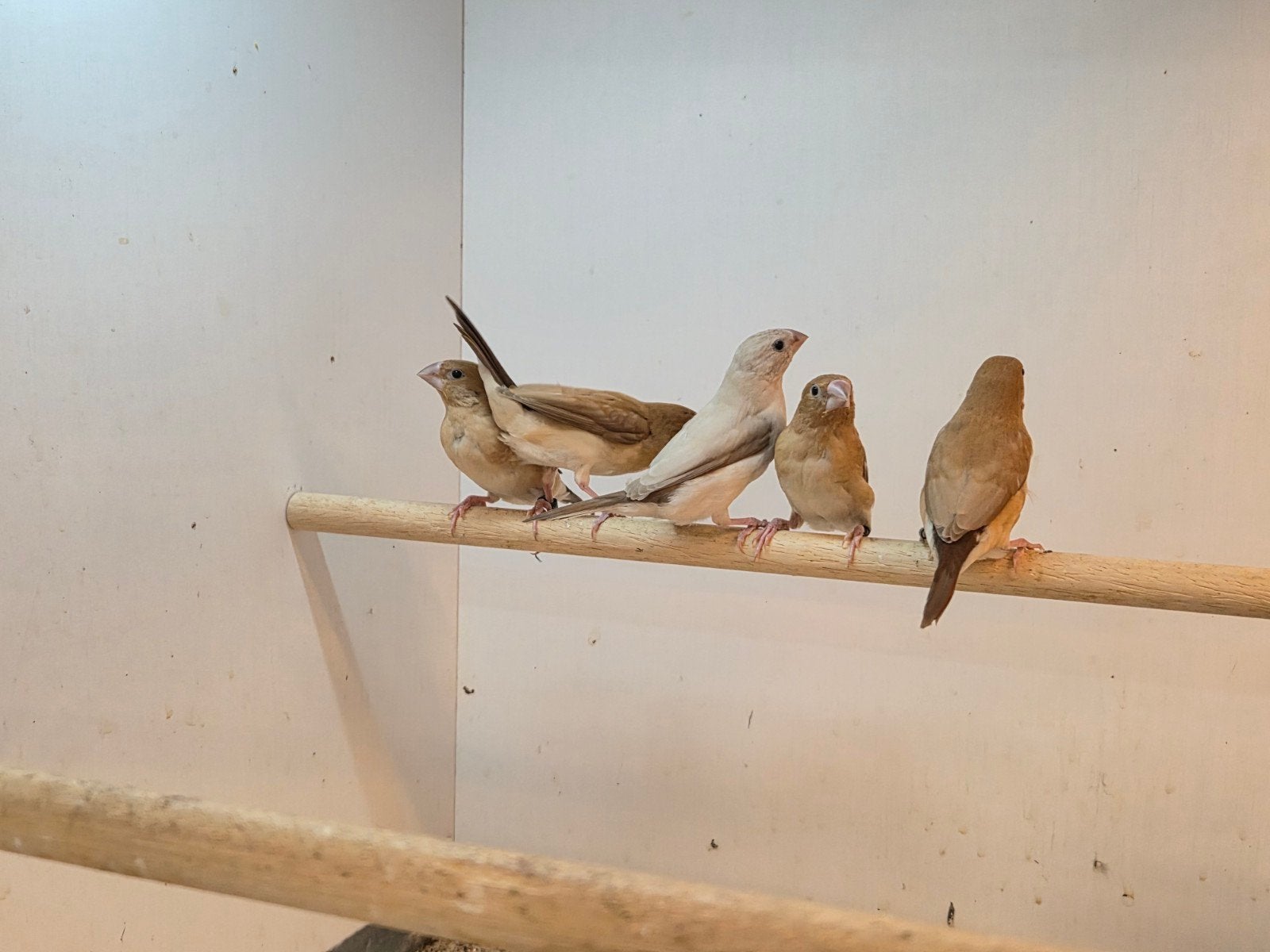 Zilverbekjes wildkleur en opaal, Dieren en Toebehoren, Geslacht onbekend, Geringd