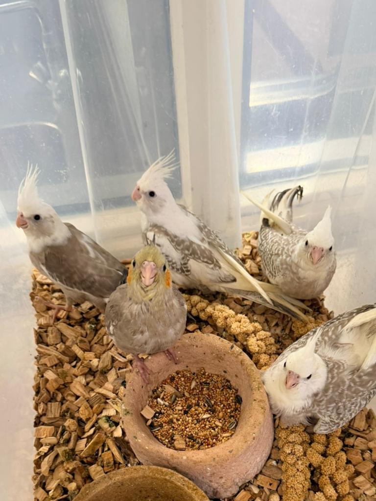 jonge valkparkieten in diverse kleuren, Meerdere dieren, Parkiet, Pratend