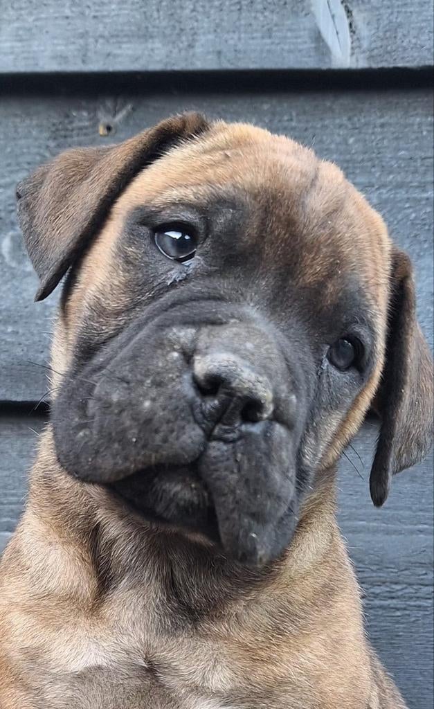 Bullmastiff pups Ouders van Metal proof, Dieren en Toebehoren, Honden | Bulldogs, Pinschers en Molossers, Overige rassen, 8 tot 15 weken