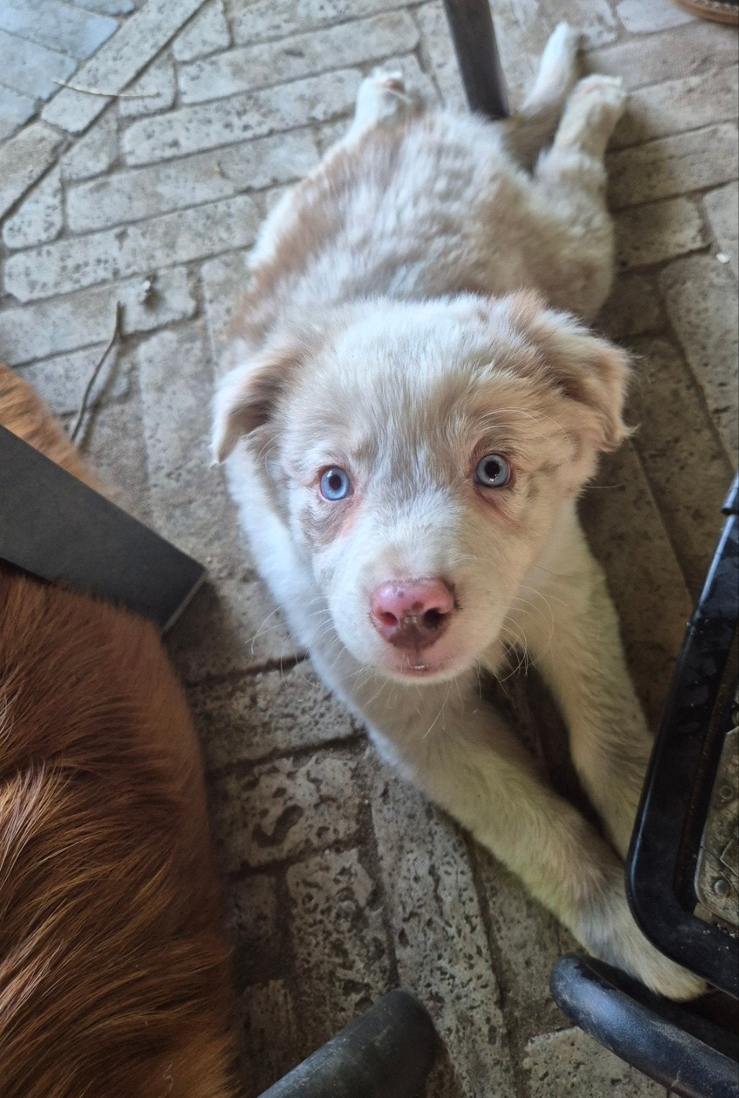 Super leuke Border collie X Australian shepherd pups, Dieren en Toebehoren, Parvo, 8 tot 15 weken, Meerdere, Meerdere dieren