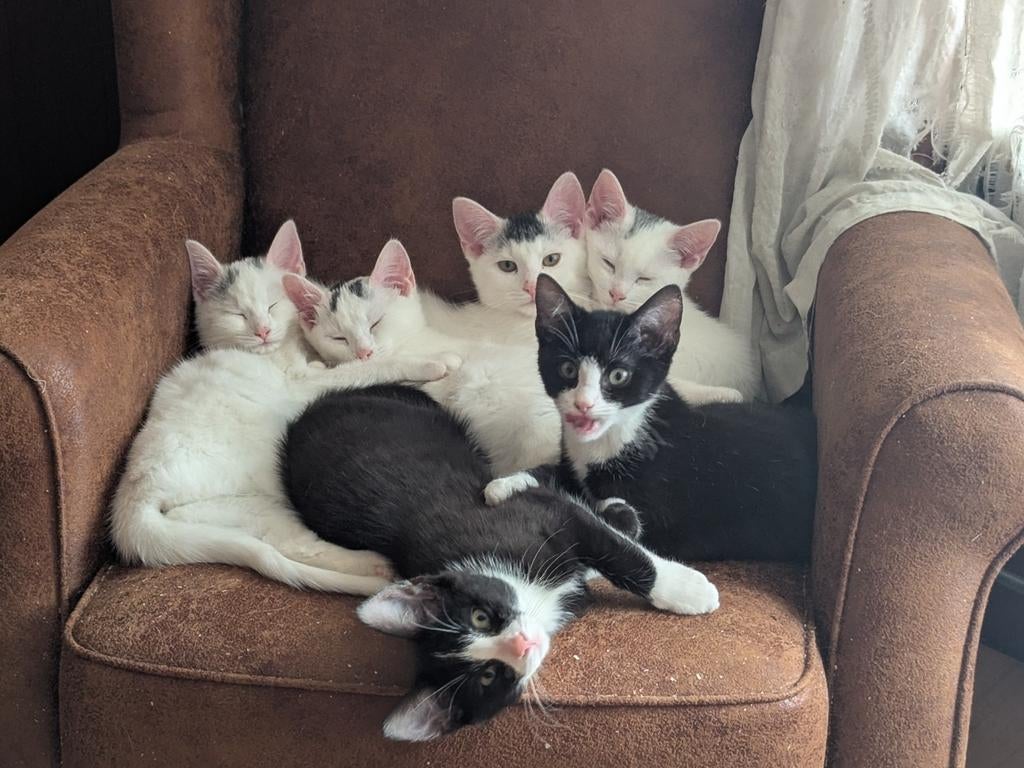 Lieve kittens, Dieren en Toebehoren, Meerdere dieren, Gechipt
