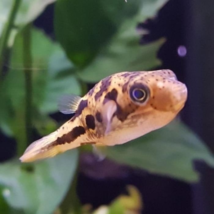 Tetraodon travancorius, Dieren en Toebehoren, Vis