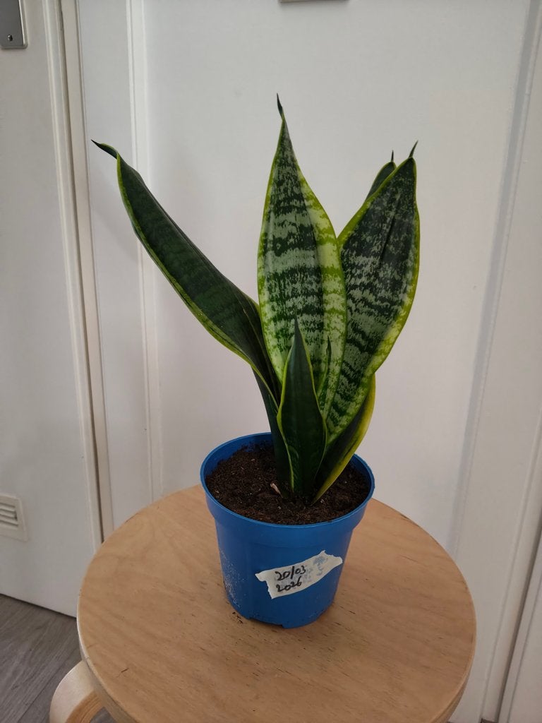 sanseveria, zie tekst, Ophalen, Vetplant, Halfschaduw, 100 tot 150 cm