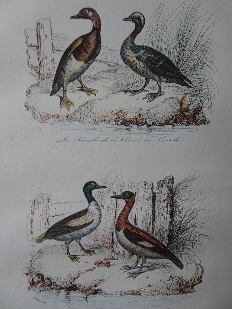 Litho kleur vogels Taling, Colin 1841, Antiek en Kunst, Kunst | Litho's en Zeefdrukken, Verzenden