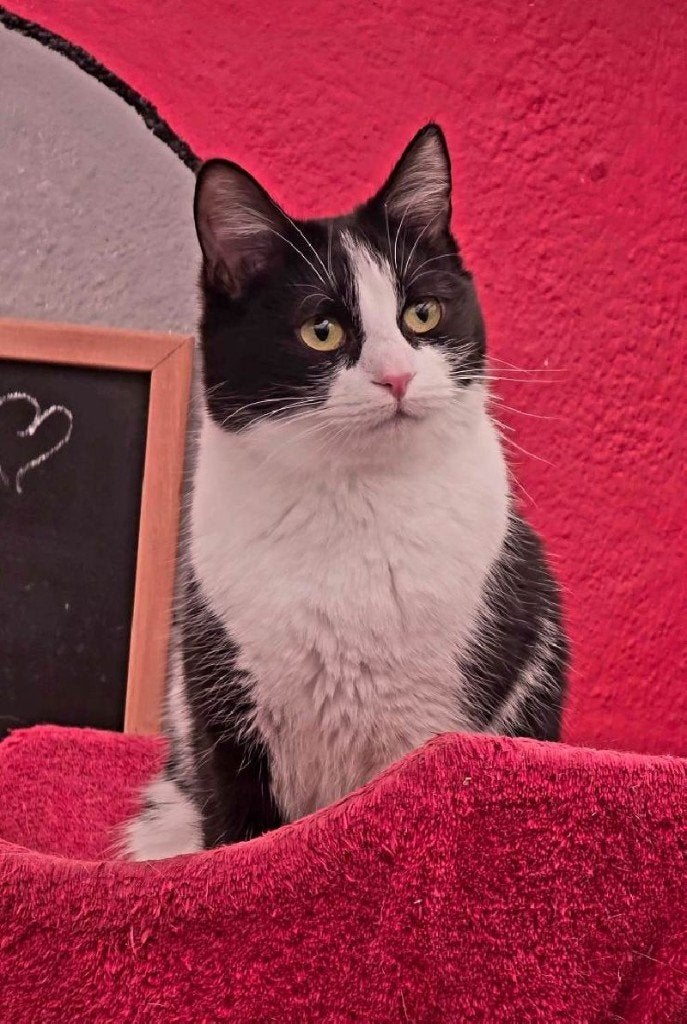 ACE: Jaydi waar is er ergens een gouden krabpaal voor haar?, Dieren en Toebehoren, Poes, Kortharig, 0 tot 2 jaar