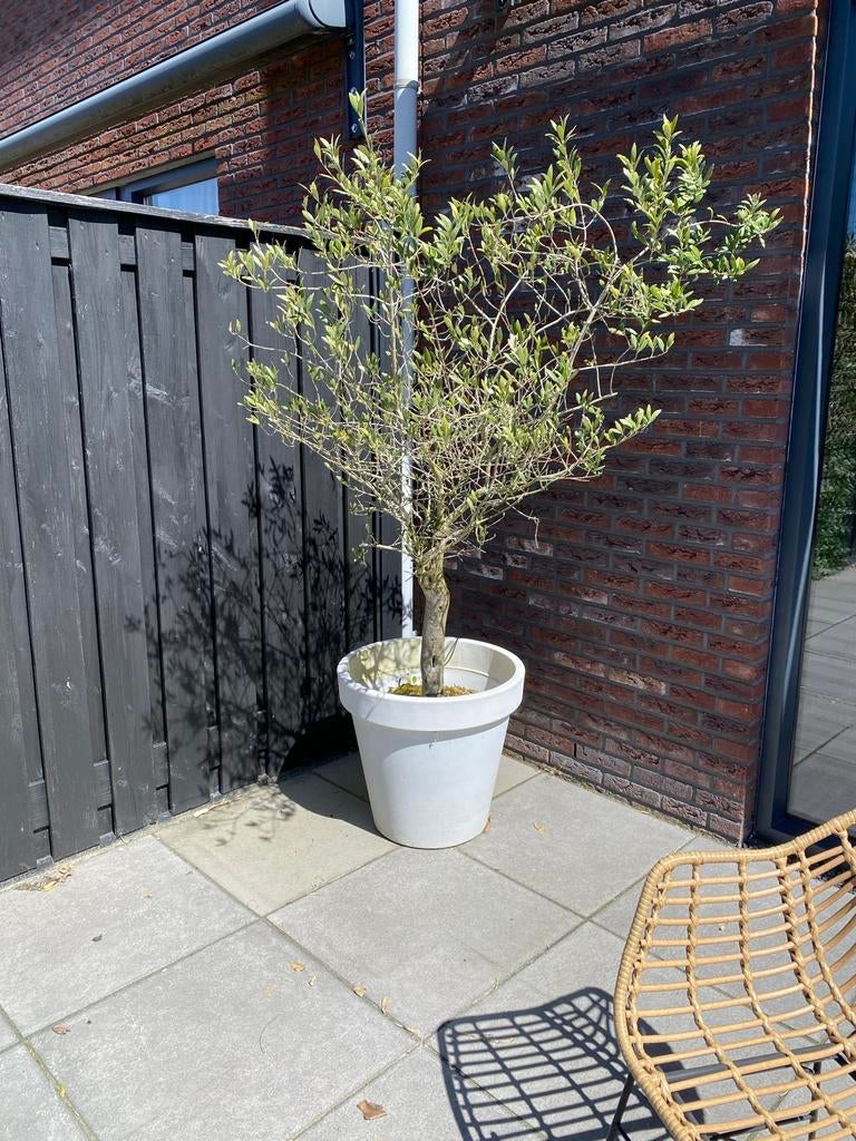 Olijfboom in pot - Mediterrane sfeer voor uw tuin, Overige soorten, Volle zon, Vaste plant, Ophalen of Verzenden