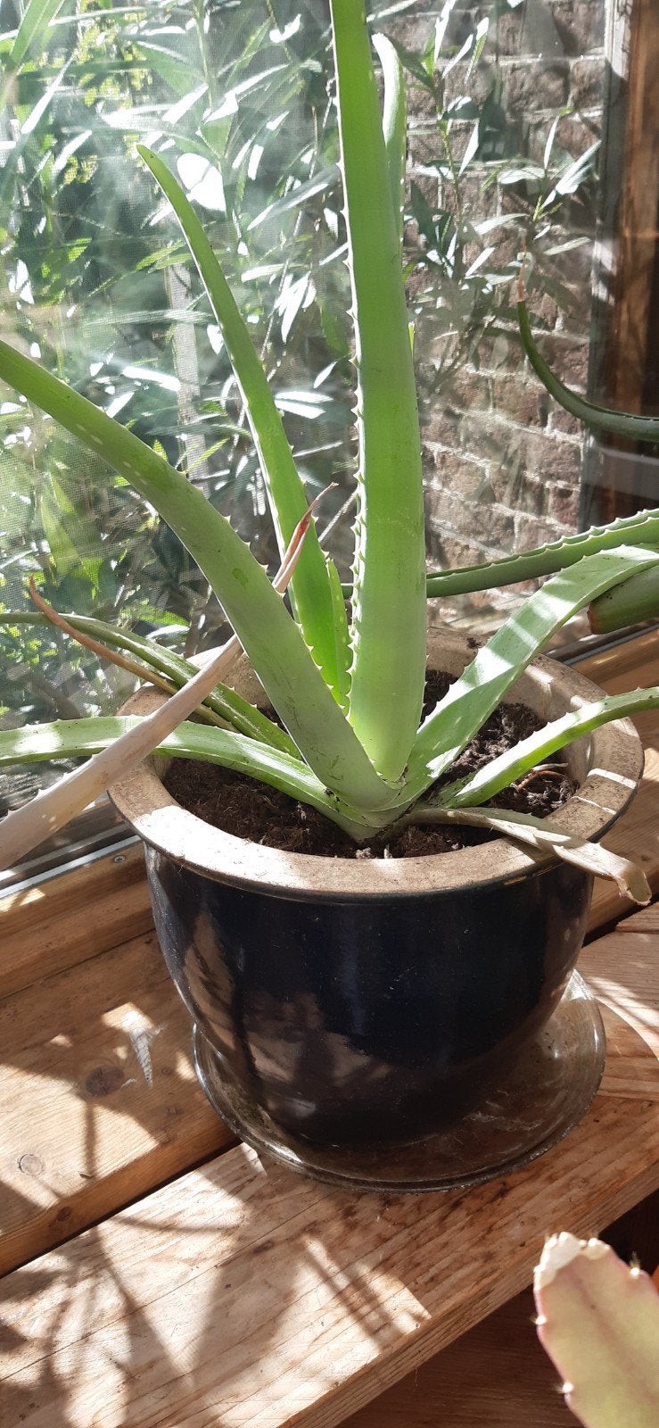 aloë vera, Ophalen
