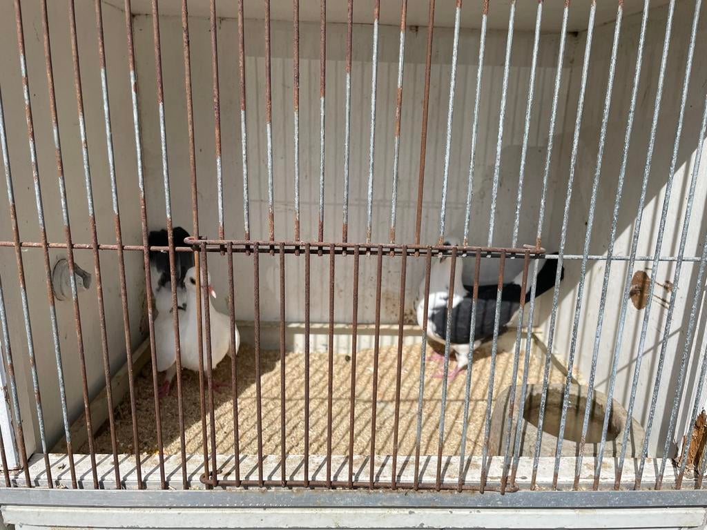 Te koop 2 sierduiven, Dieren en Toebehoren, Vogels | Duiven, Geslacht onbekend, Overige soorten