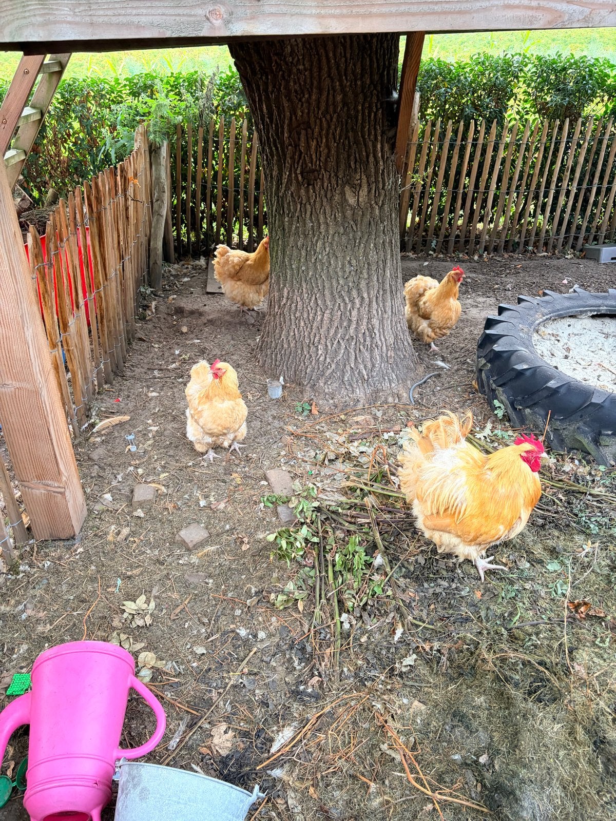 4 kippen en 1 haan orpington buf, Meerdere dieren, Kip