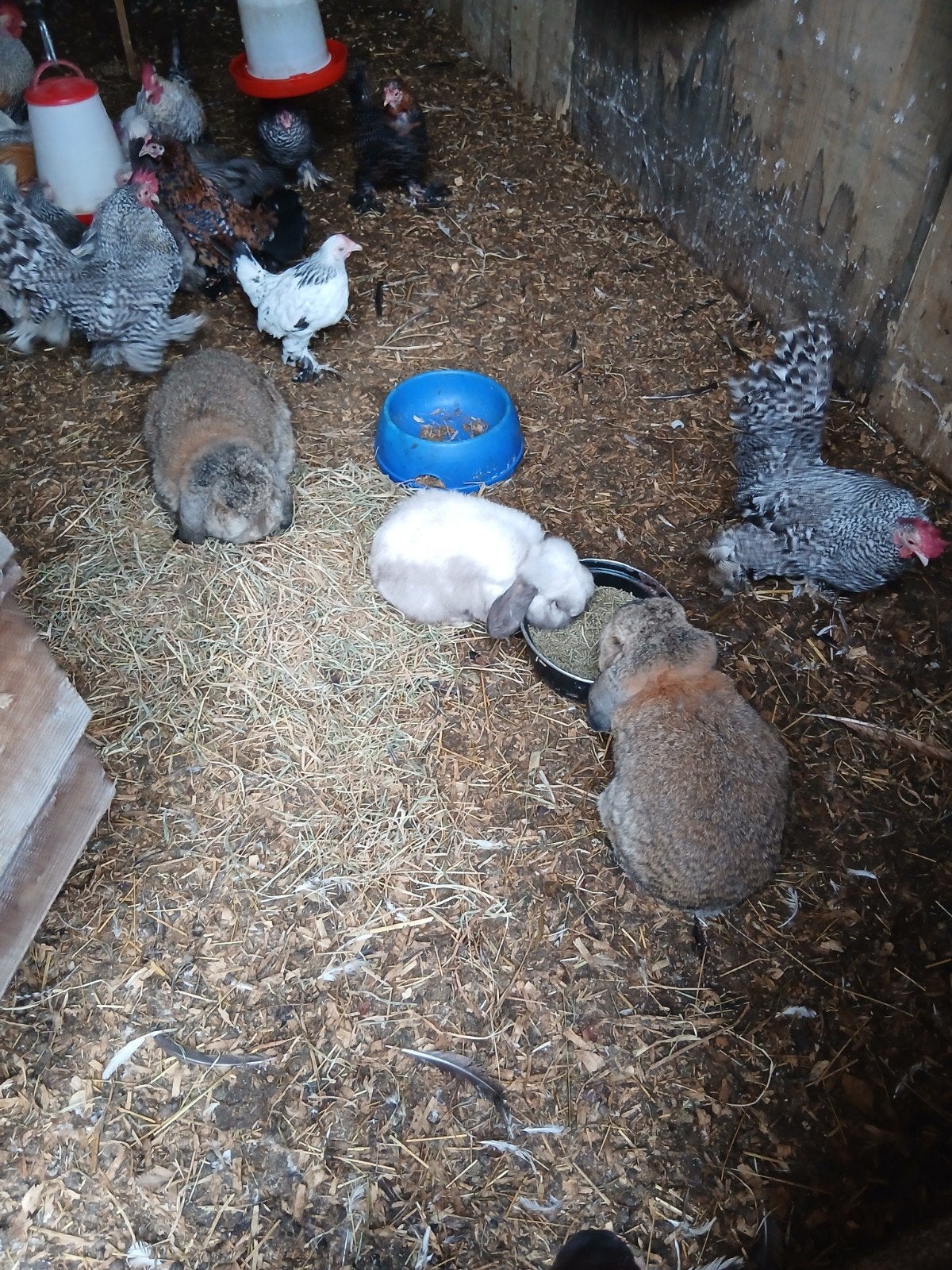 diverse konijnen, Dieren en Toebehoren
