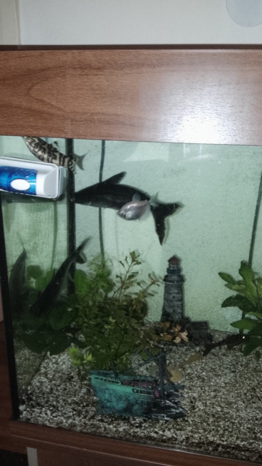 zilver haaien, Dieren en Toebehoren, Vis, Zoetwatervis, Schoolvis