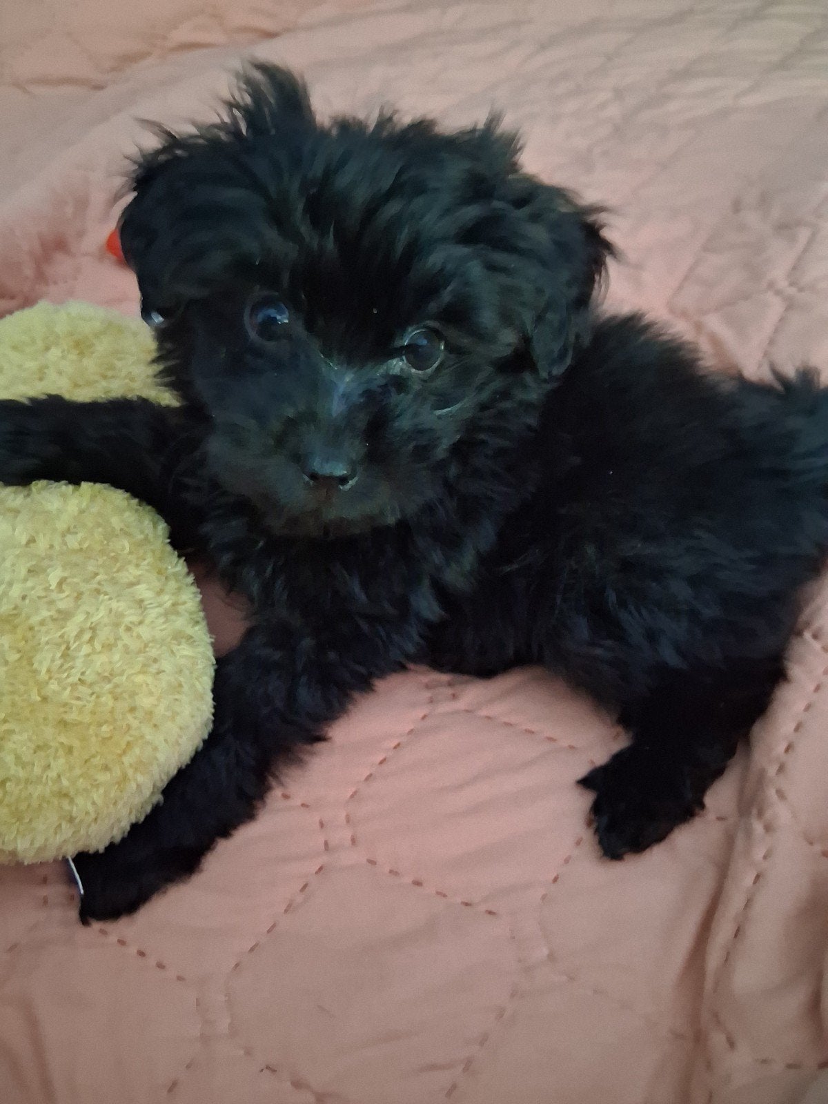 lieve boomer puppy teefje, Overige rassen, 8 tot 15 weken, Teef, Eén hond