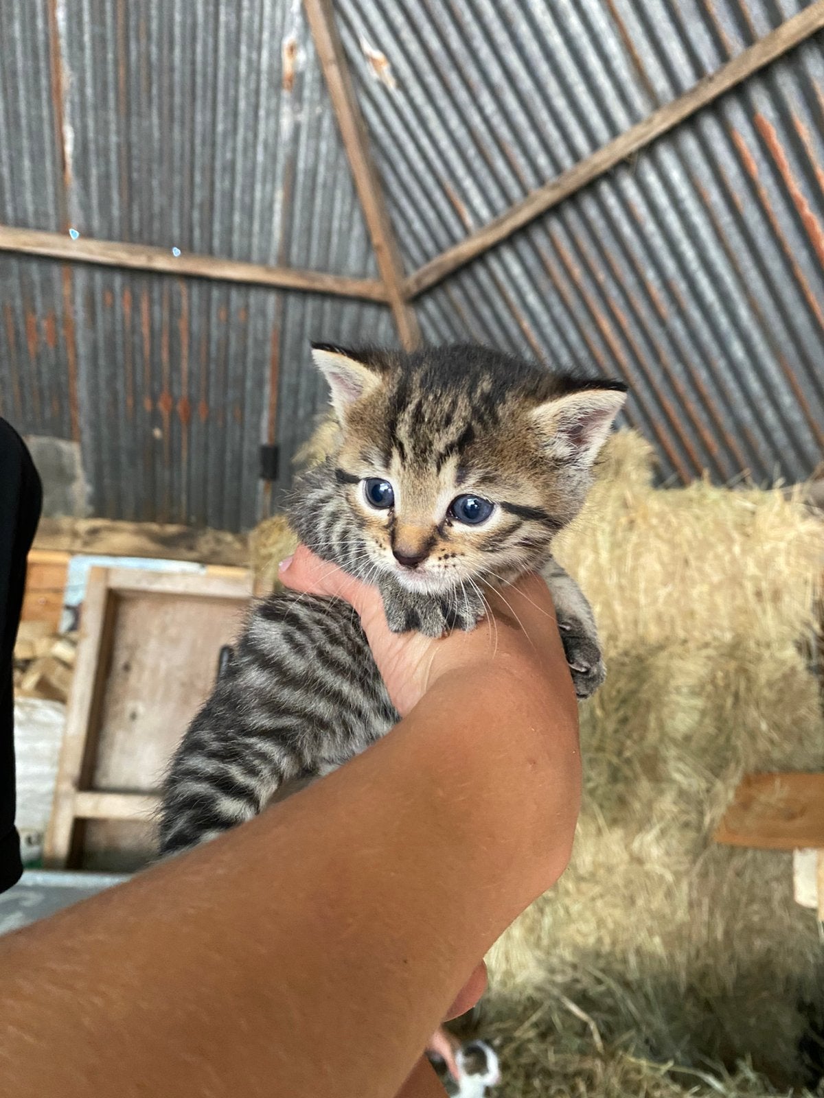 Kittens ️ drie meisjes, Poes