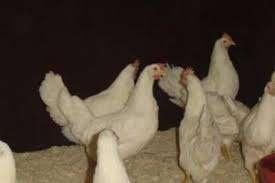 Leghorn kippen., Dieren en Toebehoren, Pluimvee, Vrouwelijk, Kip
