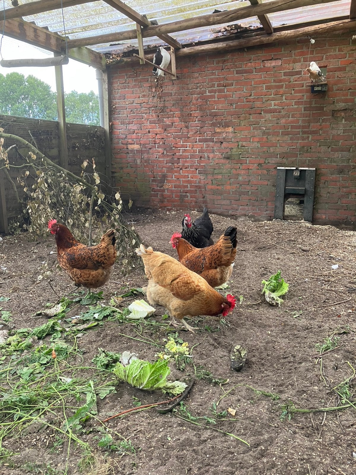 Gratis af te halen 4 legkippen, Dieren en Toebehoren, Pluimvee, Vrouwelijk, Kip