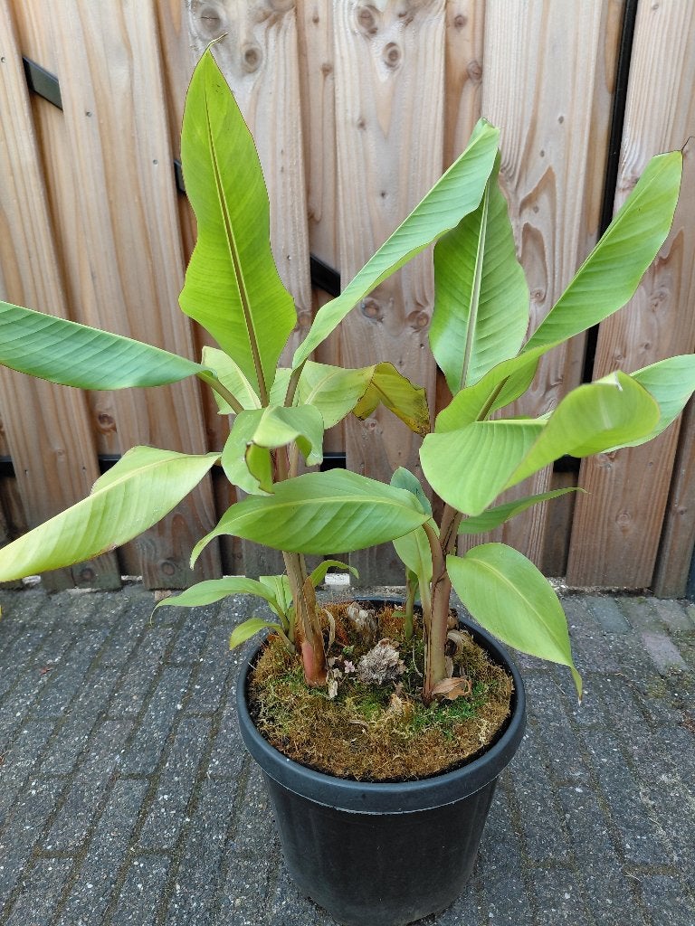 Musa Velutina / roze dwergbanaan, Vaste plant, Halfschaduw, Zomer, Ophalen