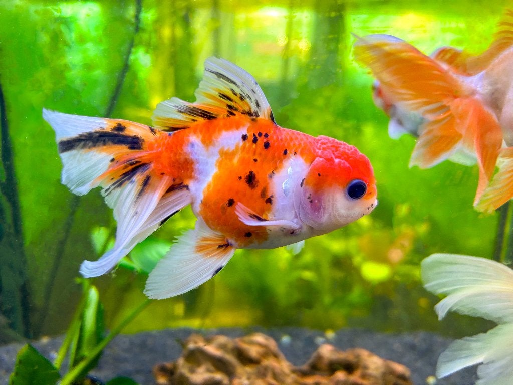 Sluierstaart leeuwenkop calico, Vis, Zoetwatervis, Schoolvis