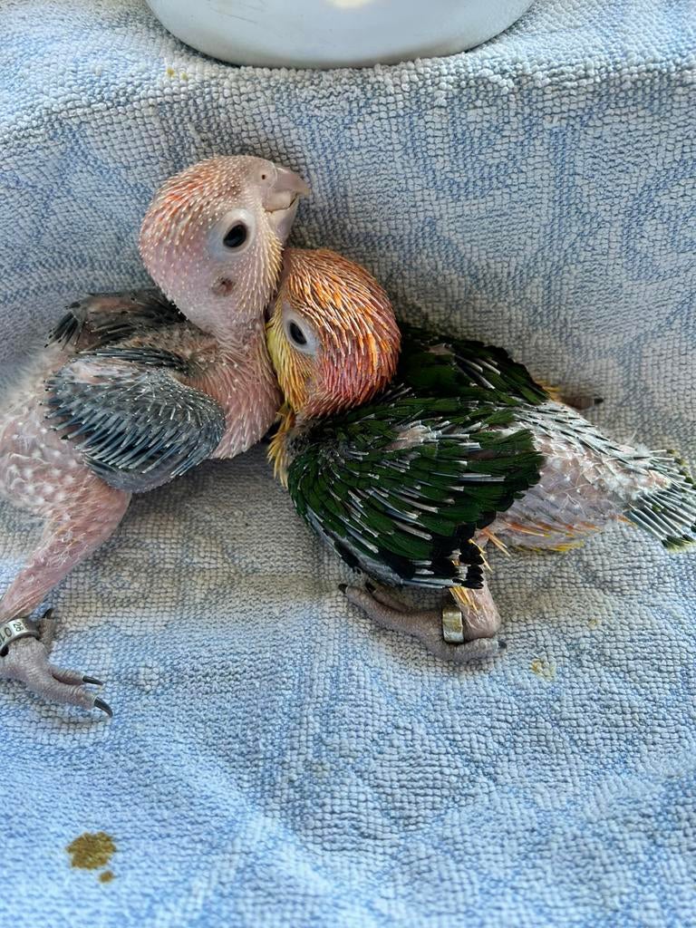 Handtamme roestkop caiques, Dieren en Toebehoren, Vogels | Parkieten en Papegaaien, Meerdere dieren, Papegaai, Geringd