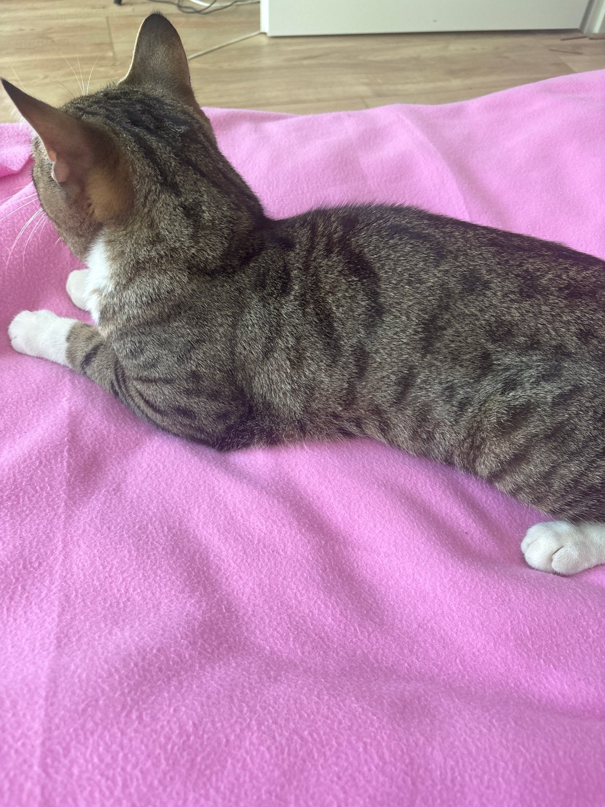 Kater in amsterdam zuid gratis, Kater