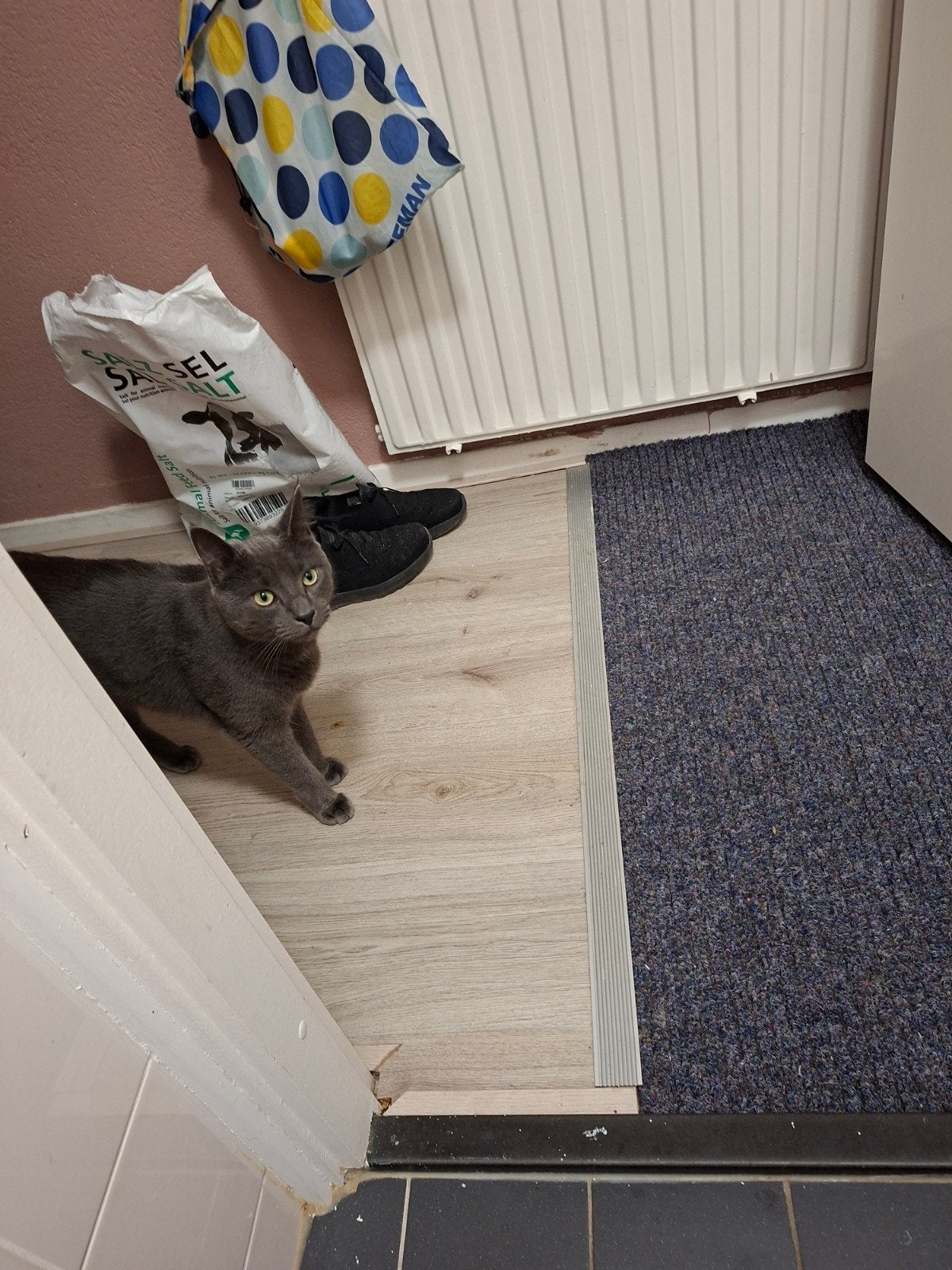 te koop: main coon kruizing Europese korthaar, Dieren en Toebehoren, Poes, Kortharig, 0 tot 2 jaar