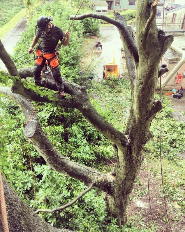 Foto 10 van Boom kappen, boom verwijderen & boomverzorging