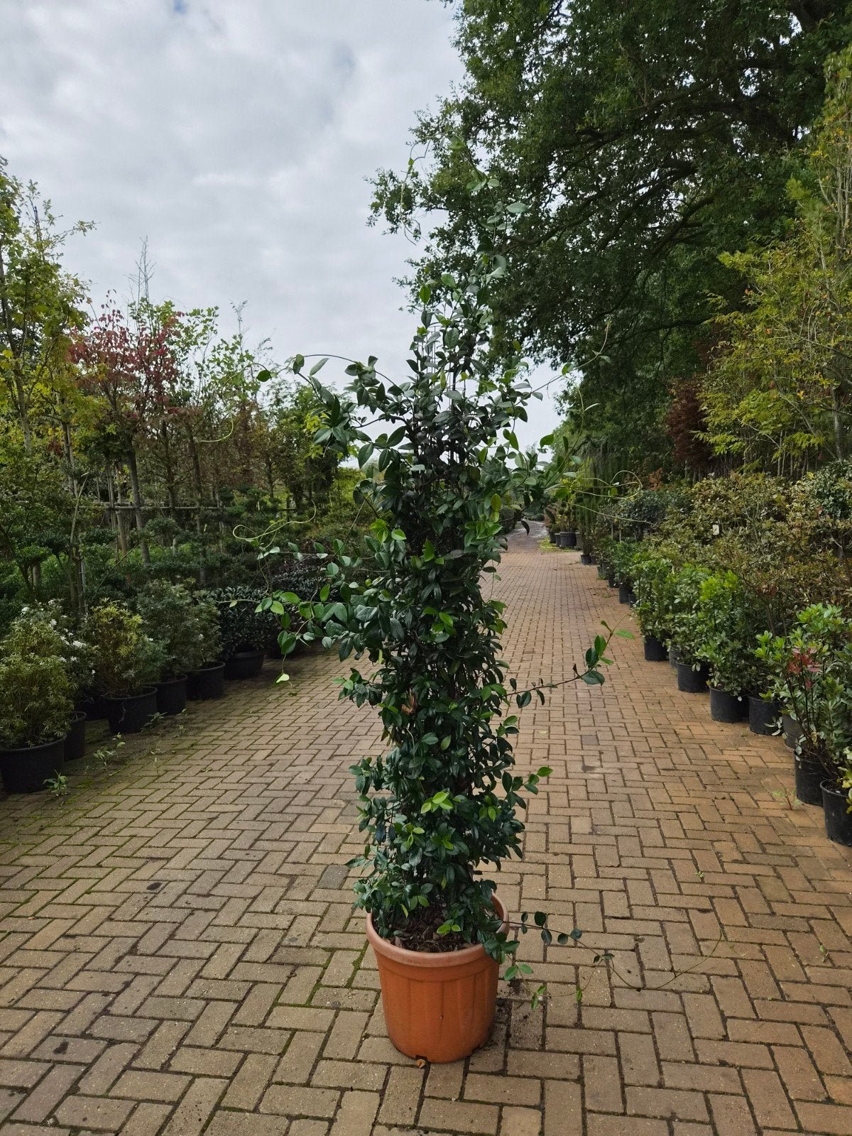Toscaanse Jasmijn op zwaar ijzeren rek - Topkwaliteit, Ophalen, Volle zon, Vaste plant, Klimplanten