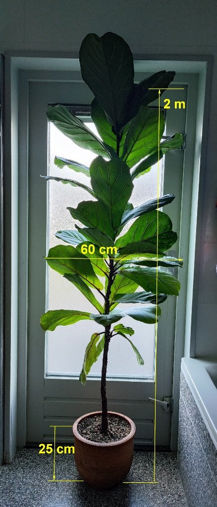Large Ficus Lyrata. 2 metres – Pick-up only, Ophalen, Ficus, Halfschaduw, In pot