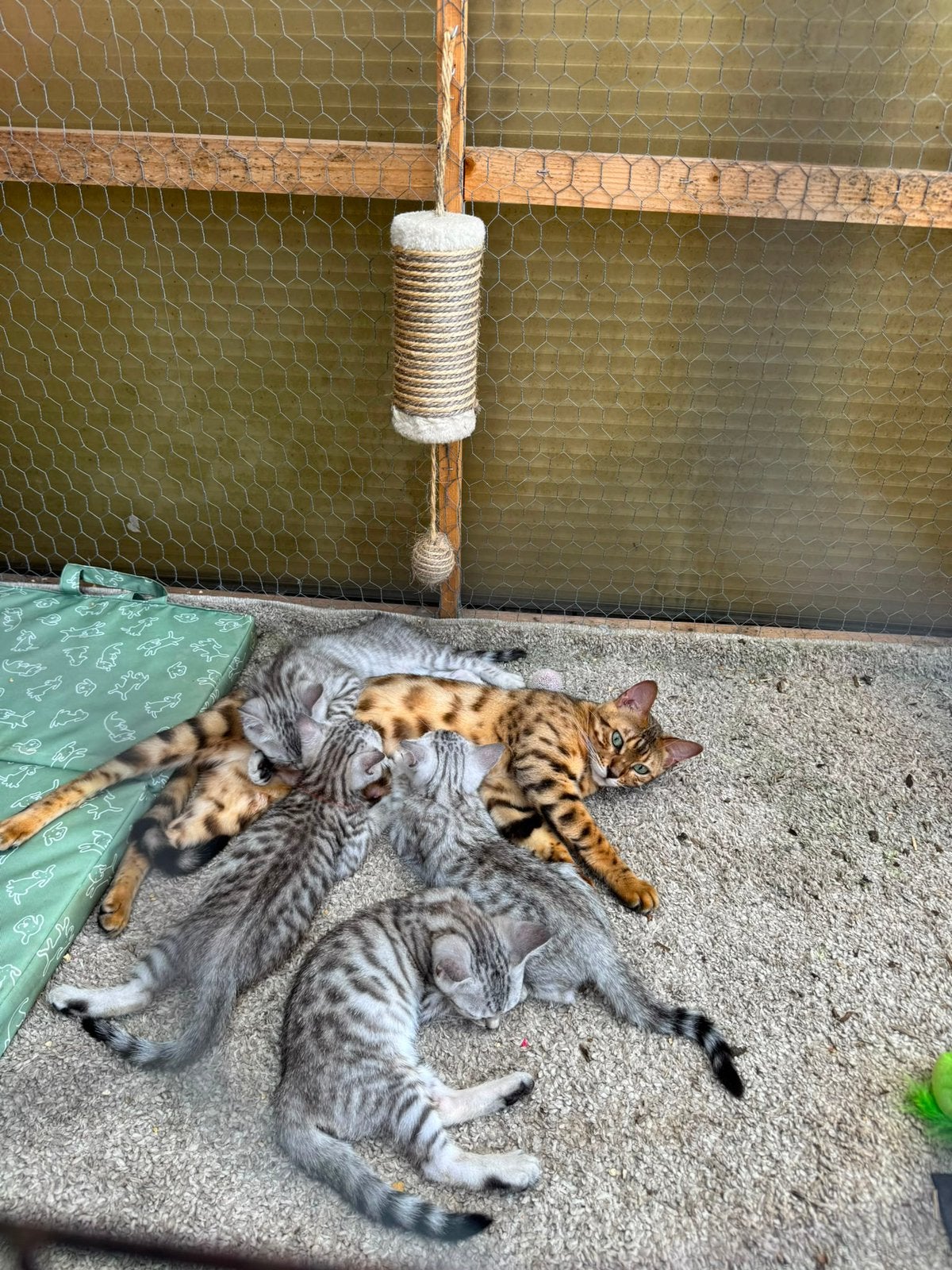 Bengaal kittens, Dieren en Toebehoren, Katten en Kittens | Raskatten | Korthaar, Meerdere dieren, Ontwormd, 0 tot 2 jaar