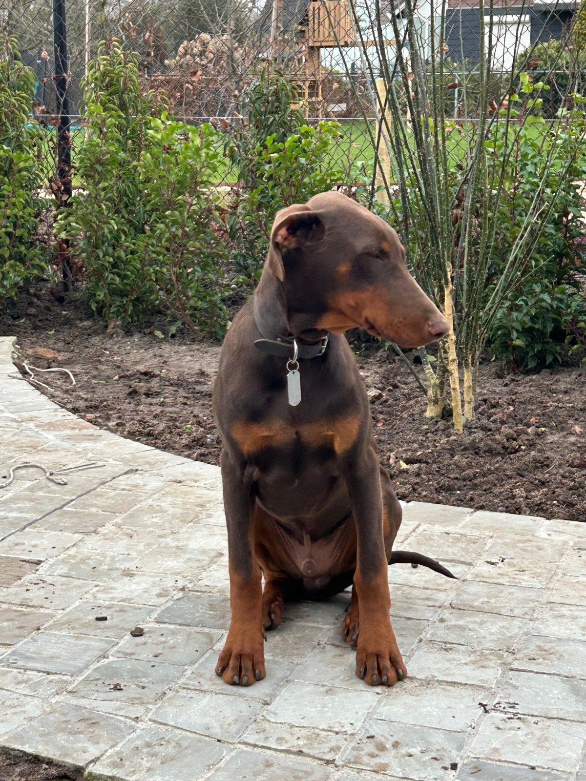 Mooie bruine Dobermann 9 maanden oud, Standaard, 15 weken tot 1 jaar, Reu, Korthaar