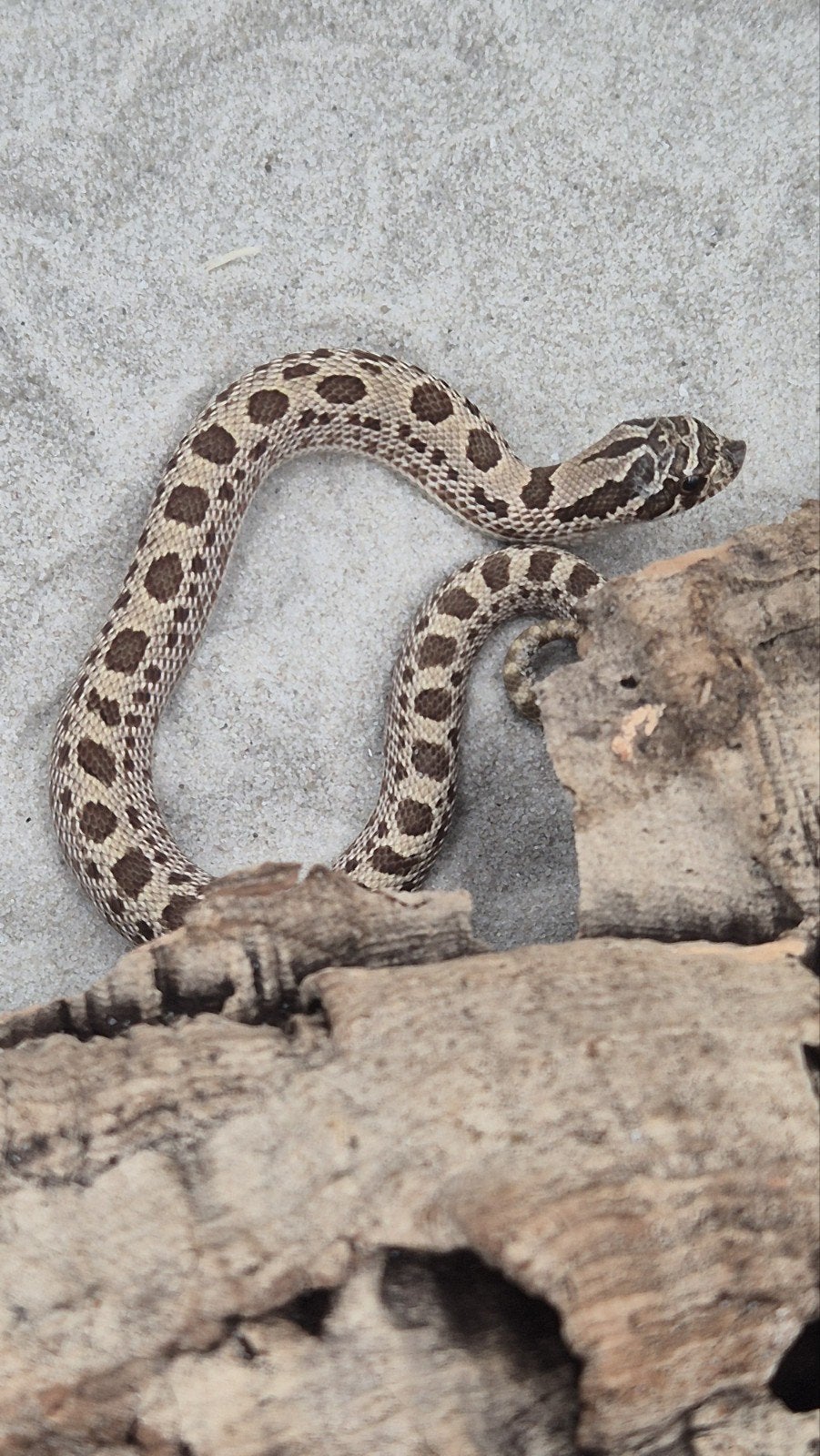 Haakneusslang het toffee Hognose Snake photo 2
