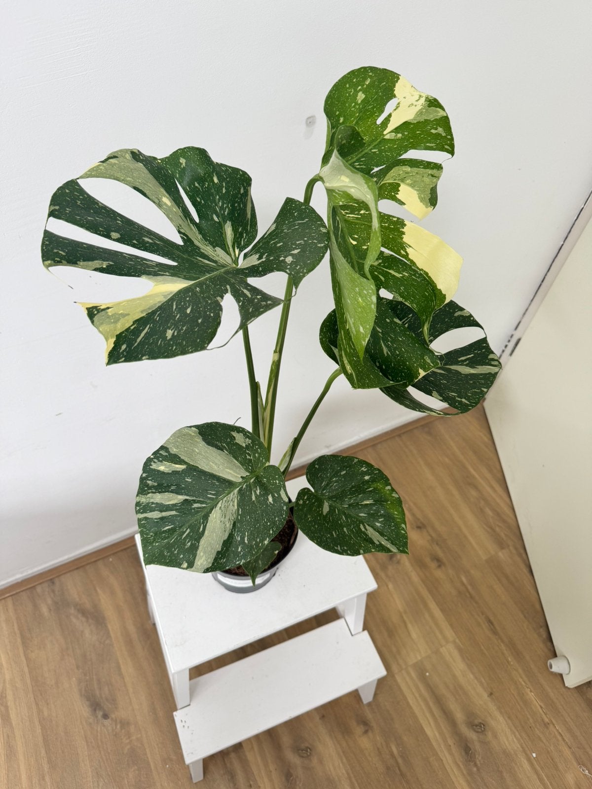 Monstera delic. Thai, Huis en Inrichting, Kamerplanten, Ophalen, Halfschaduw, Minder dan 100 cm
