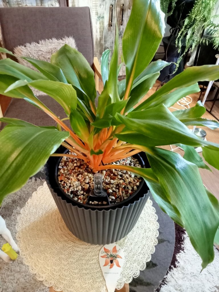 Clorophytum Green Orange, Ophalen, Halfschaduw, Minder dan 100 cm
