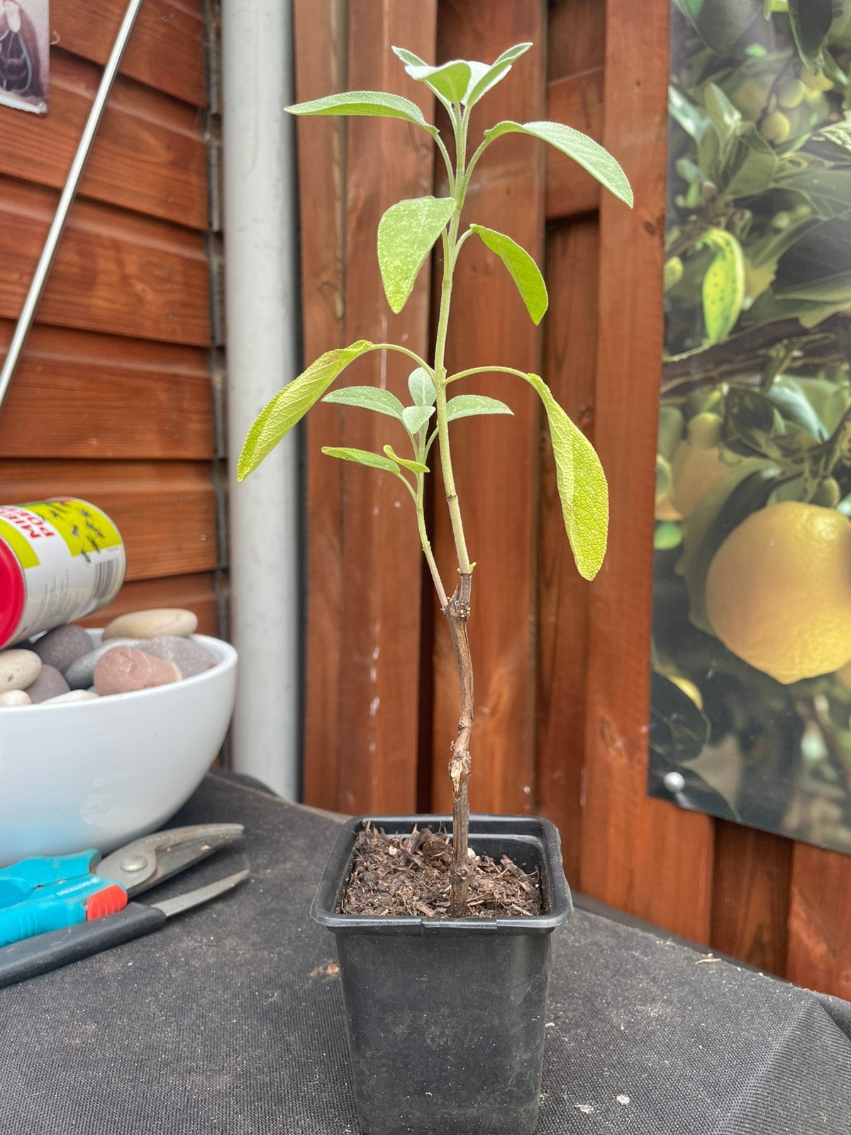 Salie plant, Ophalen, Vaste plant, Kruiden, Volle zon