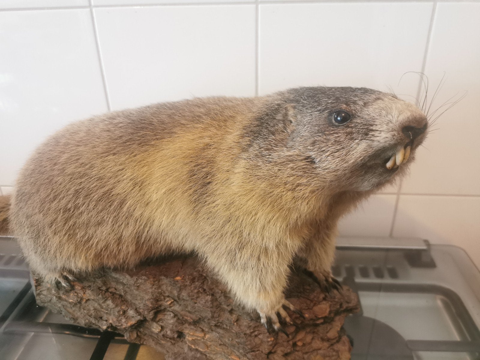 Taxidermie Alpen Marmot, Ophalen of Verzenden, Vogel, Opgezet dier